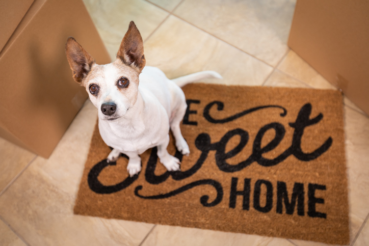 A small dog sits on a "Home Sweet Home" doormat, looking up at the camera.