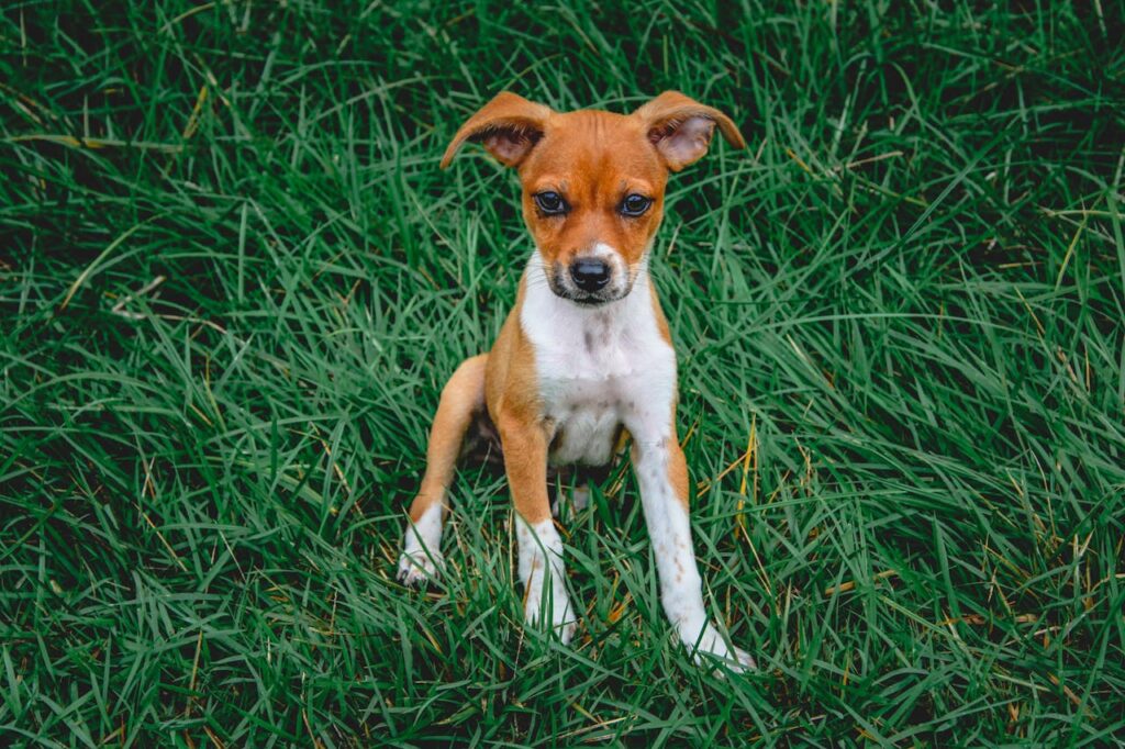 Cute rat terrier puppy sitting on lush green grass, looking at the camera.