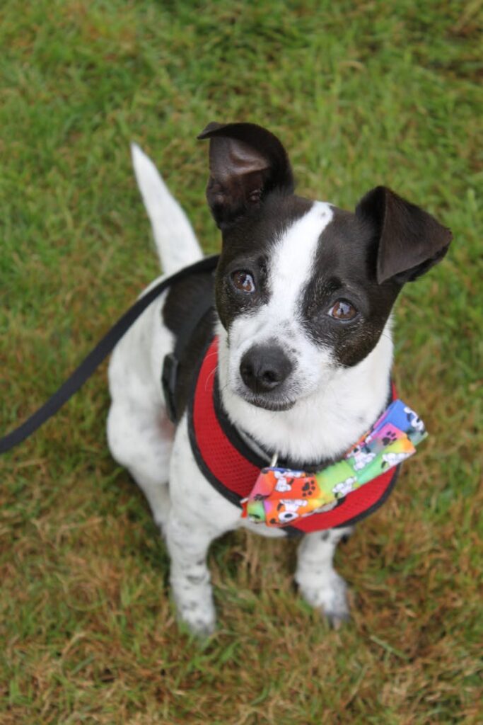 Cute Rat Terrier dog with a colorful bow tie sitting on grass outdoors.