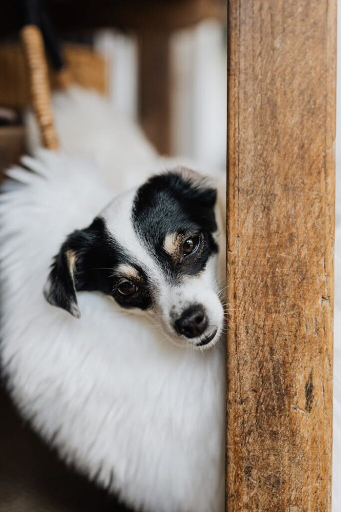 Small adorable lazy Rat Terrier lying on cozy fluffy white pet sleeping bed and looking from behind wooden shabby wall at camera