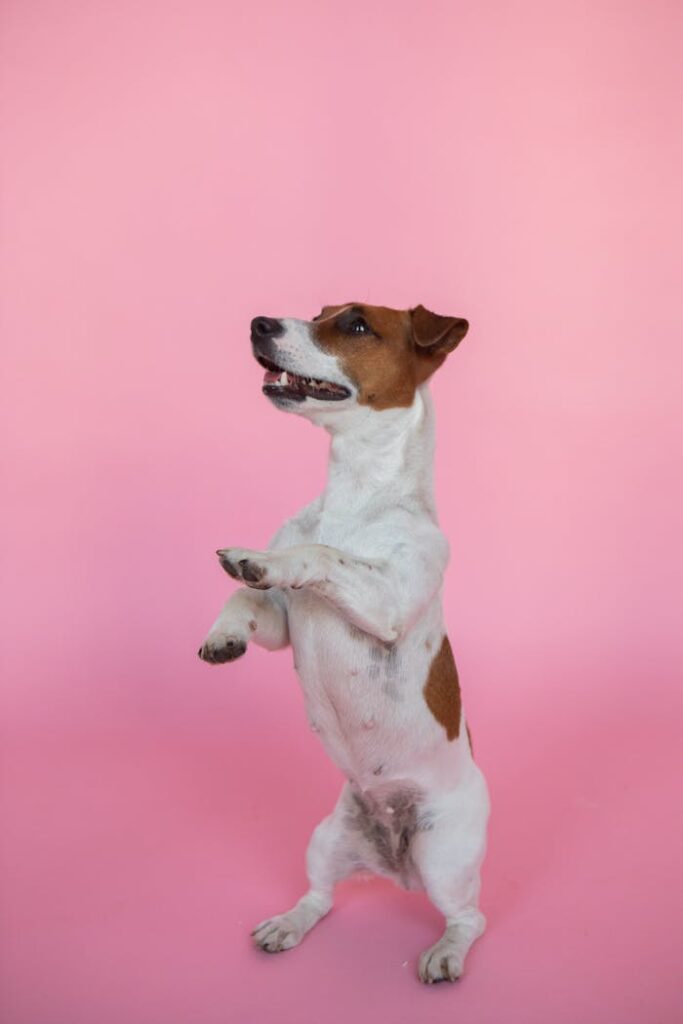 Delightful Jack Russell Terrier posing against a vibrant pink backdrop, full of charm and energy.