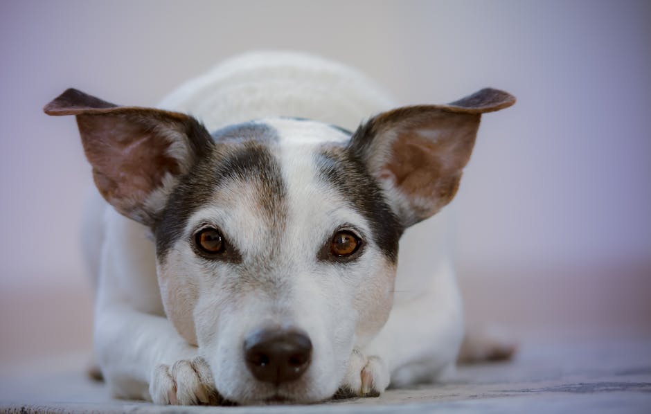 Charming Jack Russell Terrier resting, showcasing its cute and attentive expression.